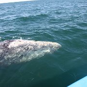 IMG 0001 2 (260)